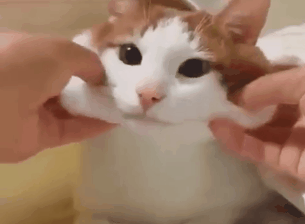 猫咪脾气不好怎么办:家里两只猫天天打架怎么办啊？