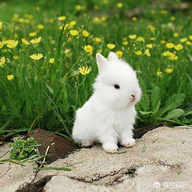 兔子吃什么草:兔子拉稀吃什么草，兔子拉稀吃什么草能好？