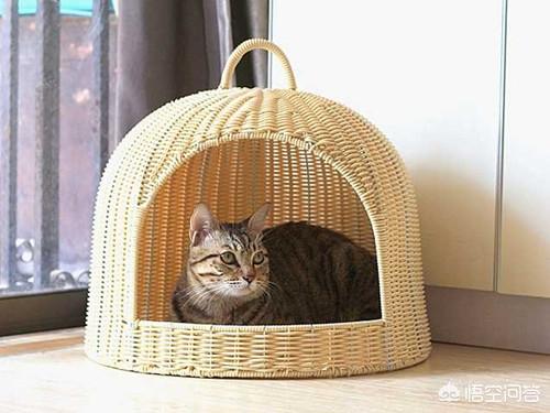 猫咪摇头打喷嚏:为什么猫鼻支吃完药还打喷嚏，猫鼻支打喷嚏没停过？