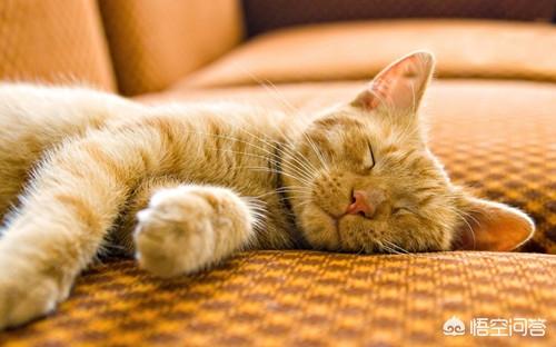 猫咪摇头打喷嚏:为什么猫鼻支吃完药还打喷嚏，猫鼻支打喷嚏没停过？