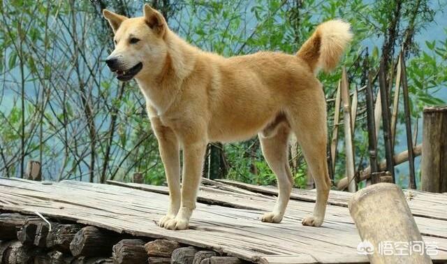 东北猎犬图片大全集:中国什么样的狗适合狩猎？