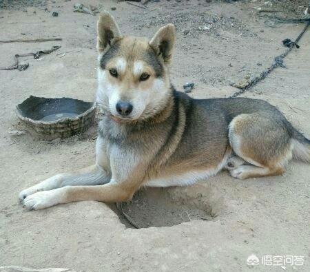 东北猎犬图片大全集:中国什么样的狗适合狩猎？