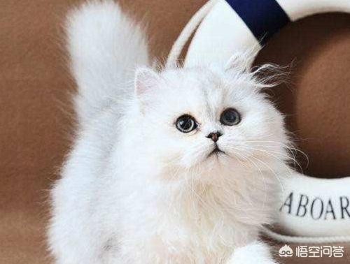 猫藓患处可以用双氧水消毒吗:金渐层得了猫癣能不能洗澡，金渐层猫癣期间洗澡好吗？