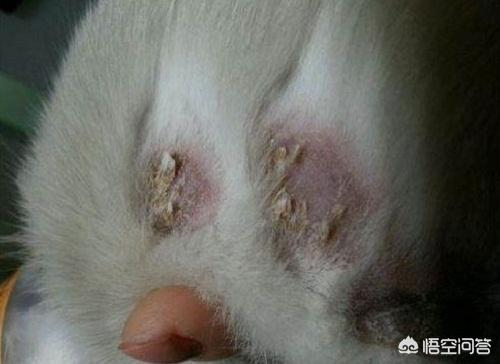 猫藓患处可以用双氧水消毒吗:金渐层得了猫癣能不能洗澡，金渐层猫癣期间洗澡好吗？