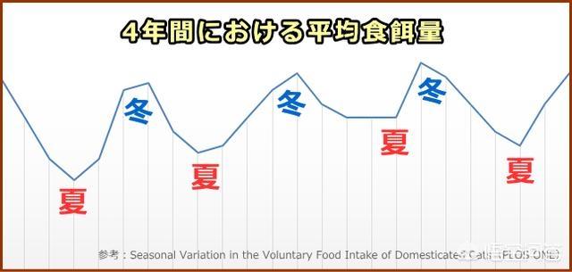 异国短毛猫肠胃弱:异短吃什么会变重，异短吃什么补充营养？