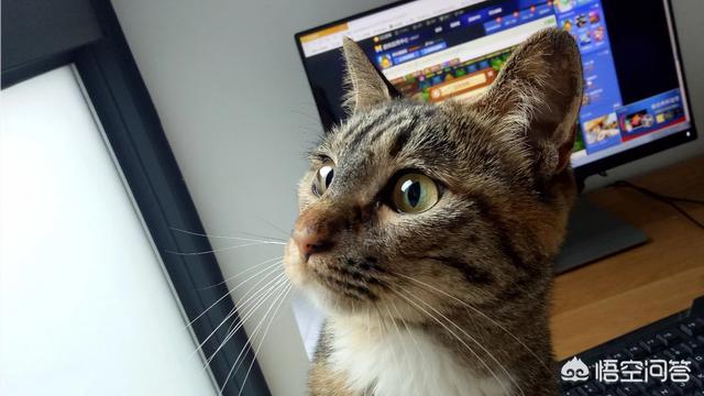 中国狸花猫在国外:狸花猫的性格分析与如何饲养？