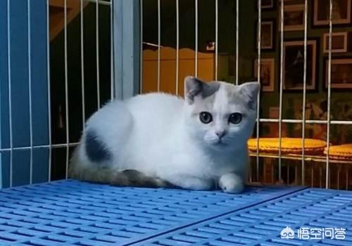 猫鼻支试纸多少钱一个:小猫猫鼻支精神不好，睡了一天了，要怎么办？