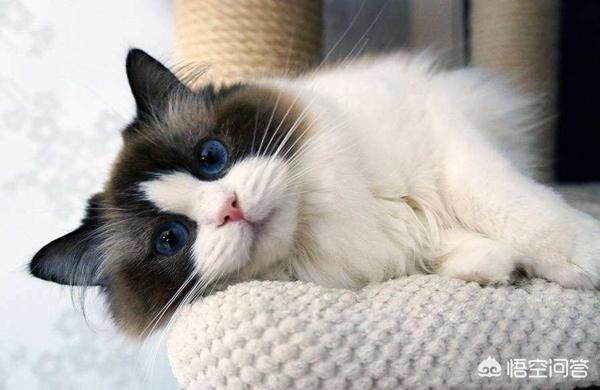 土耳其梵猫:土耳其梵猫换粮拉稀屎正常吗？猫咪拉稀屎吃什么好？