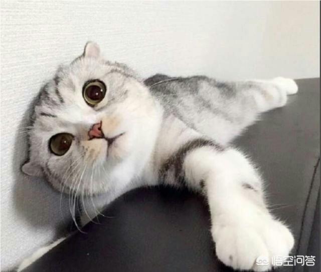 西伯利亚森林猫串布偶:养了一年的猫不想养了怎么办？
