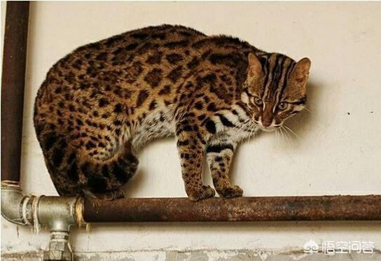 豹猫咪品种大全及图片:我国野生的豹猫还多吗？为什么？