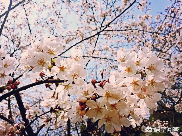 南京滨江公园车震:南京河西滨江公园 南京有哪些特别值得一去的地方，适合拍照的？