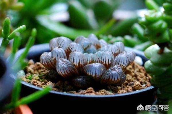 冰灯玉露多少钱:多肉“冰灯玉露”在徒长的边缘徘徊，如何防止徒长？