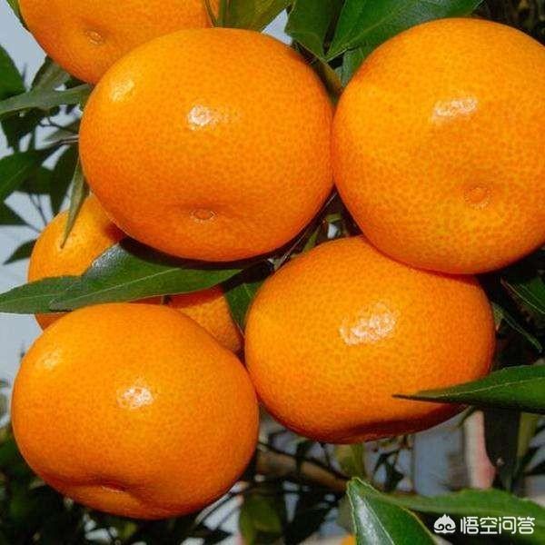 桔子的种类:现在要种柑橘，哪个品种比较好？