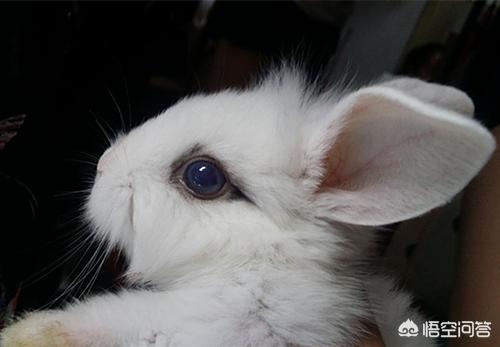 兔子眼里有异物是咋回事，兔子有一只眼睛睁不开怎么回事