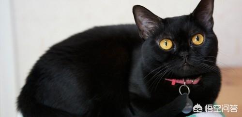 孟买猫:孟买猫拉稀需要去医院吗，孟买猫拉稀能不去医院吗？
