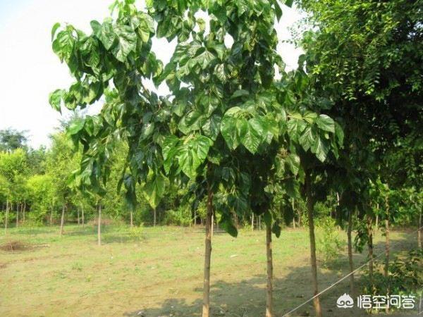 庭院十大吉祥之树,农村庭院屋前种哪些树寓意比较好？