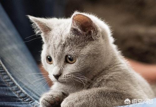 卡尔特猫的猫窝里面很臭:卡尔特猫最近两天拉肚子怎么对付？卡尔特猫拉肚容易好吗？ 卡尔特猫是短鼻猫吗