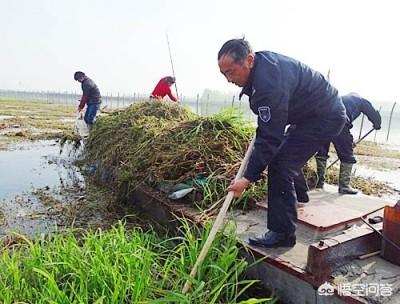 水草种类图谱名称大全:池塘里都有哪些常见的水草？