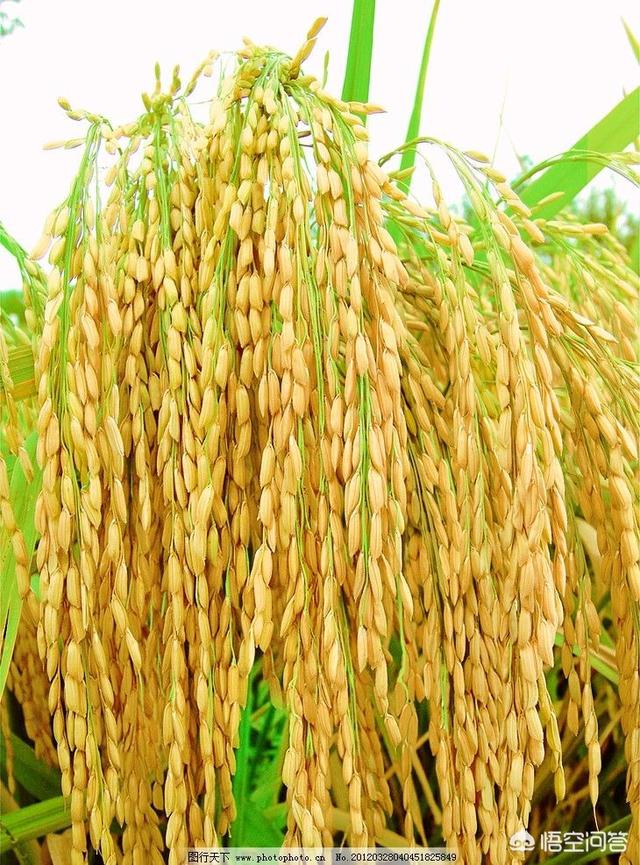 水稻种植达到高产的最佳方法是什么？