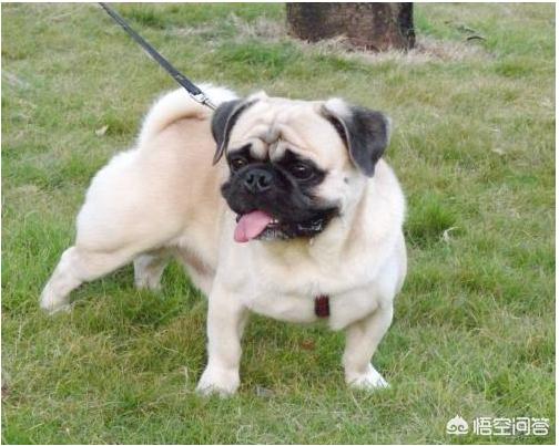 新都巴哥犬吧:饲养巴哥犬有什么禁忌吗？
