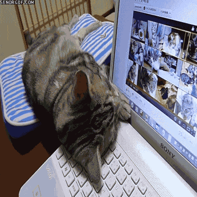 键盘猫:有的猫咪为什么喜欢趴键盘？