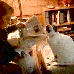 键盘猫:有的猫咪为什么喜欢趴键盘？