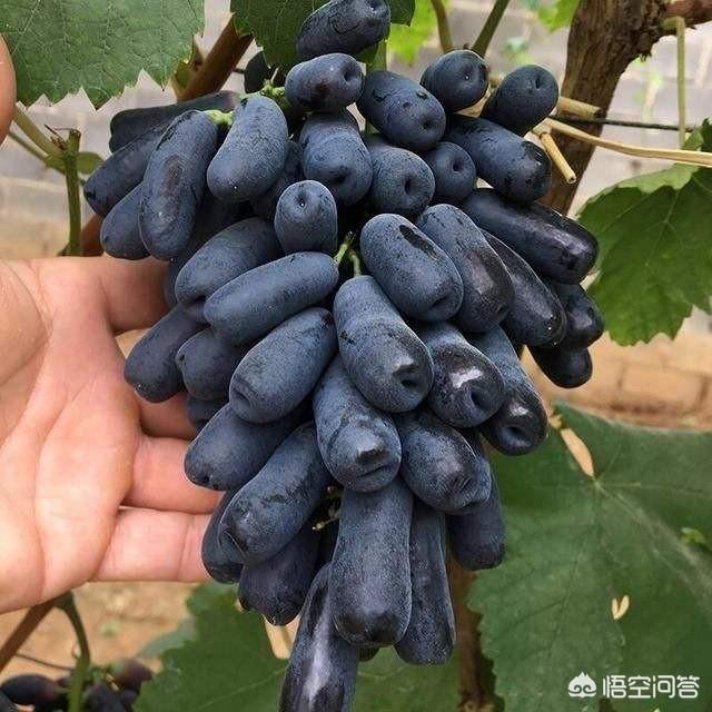 蓝宝石葡萄种植方法:全网最火的蓝宝石葡萄，真的如此神奇吗？该如何种植呢？