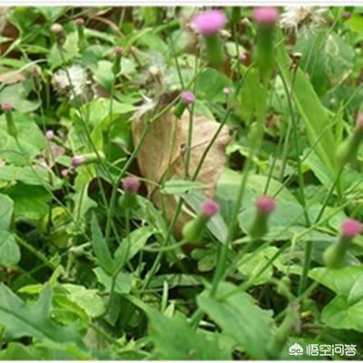 有哪些野菜经济效益好,值得种植？