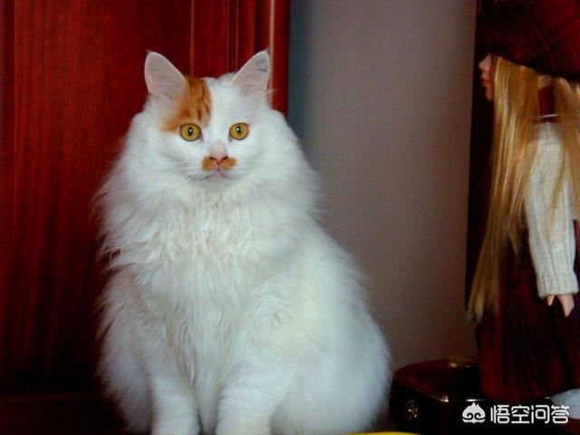 微信土耳其梵猫表情包:有没有猫咪表情包值得分享？ 土耳其梵猫动图表情包