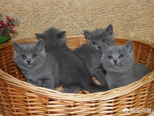 猫咪绝育表情亮了:猫咪已绝育但还是叫个不停，而且经常在地上打滚？ 猫咪做绝育的表情亮了
