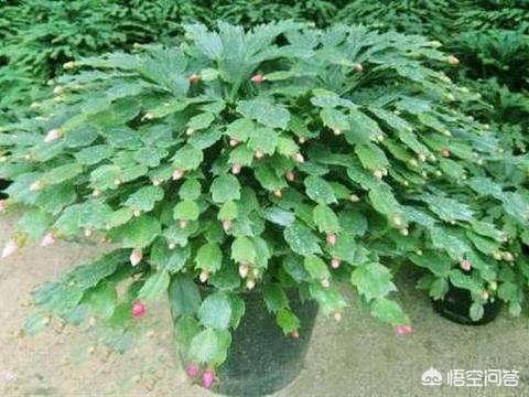 蟹爪兰图片养护:东北地区冬季的蟹爪兰怎样养护？