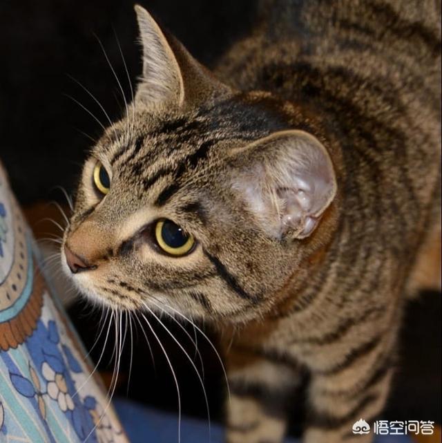 凌采的主食罐头怎么样:猫是喂主食罐好，还是喂干粮好？
