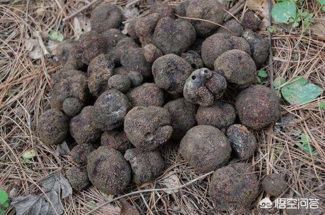 上千元一斤的顶级食材黑松露目前可以人工种植吗？黑松露生长要满足哪些条件？