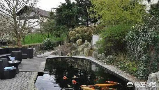 观赏鱼的养殖:观赏鱼养殖中应该注意哪些安全问题？