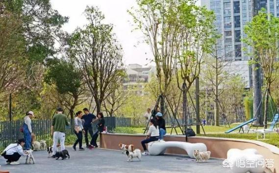 深圳宠物:深圳有哪些景点是可以带宠物游玩的？ 深圳宠物殡葬服务公司