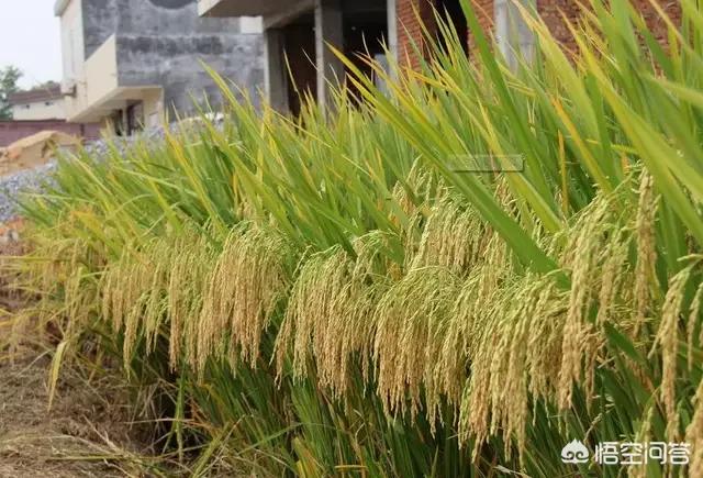 水稻卖干粮和湿粮相比哪个挣的多？