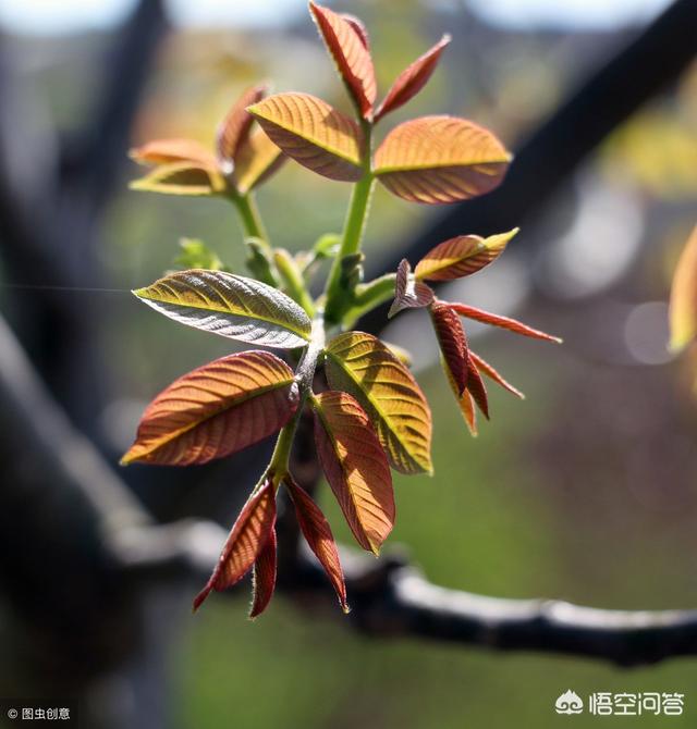 农村种植香椿为什么只吃头两茬,第三茬开始为什么不能吃？