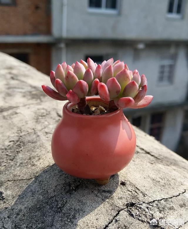 花卉隔着玻璃晒太阳:花卉隔着玻璃晒太阳有用吗? 隔着玻璃晒太阳，照样养出比肩开挂的多肉状态，如何做到的呢？