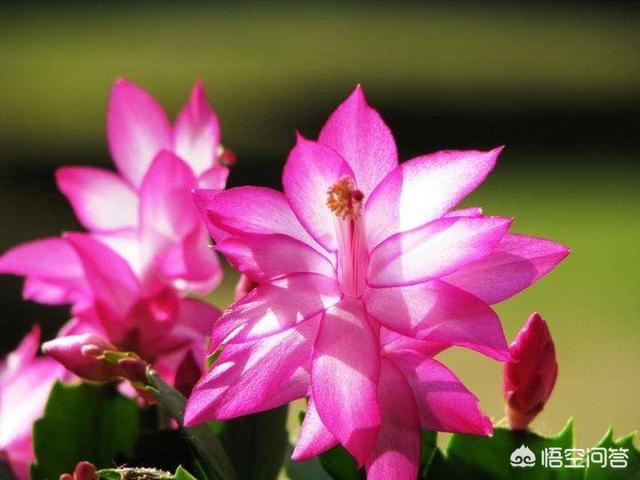 野生蟹爪兰图片:蟹爪兰没有冒芽，能施肥吗？