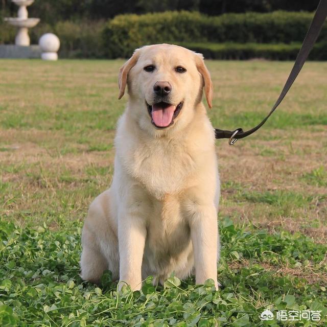 拉布拉多犬视频:拉布拉多掉毛严重是什么原因？ 拉布拉多犬视频播放