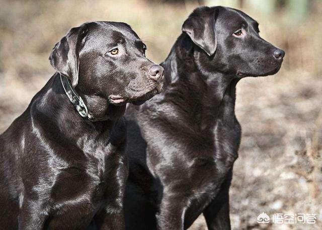 拉布拉多犬视频:拉布拉多掉毛严重是什么原因？ 拉布拉多犬视频播放