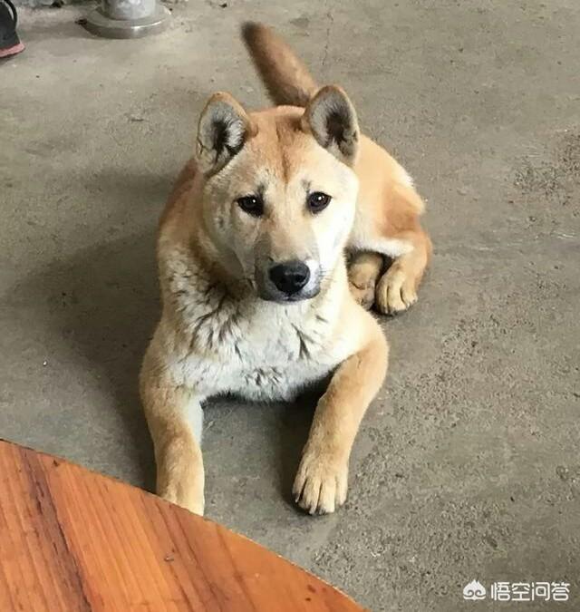 衡阳广西土猎犬网:我国还有多少只纯种的广西土猎狗？为什么？