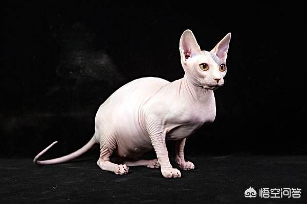 猫粮vitakraft冻干粮:猫狗吃的全价冻干粮是什么粮？ vitakraft猫粮怎么样