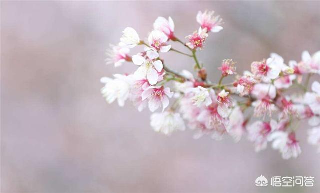 居庸关花海:在北京4月份什么地方可以赏樱花？