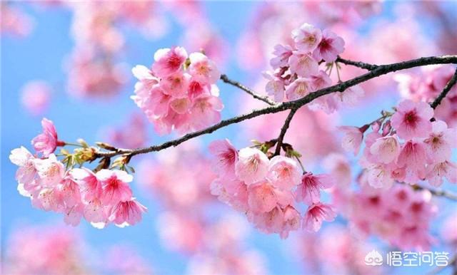 居庸关花海:在北京4月份什么地方可以赏樱花？