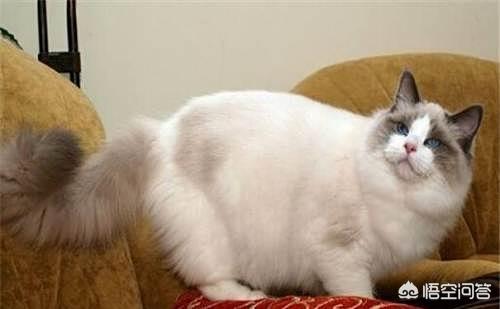 布偶猫图片:布偶猫精神好，就是有拉稀的情况该怎么办？