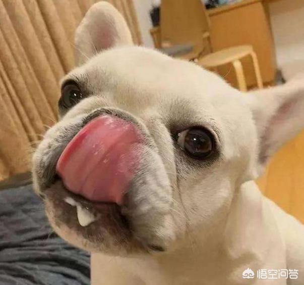 法国斗牛犬性格忧郁:一只法斗幼犬大概得多少钱？