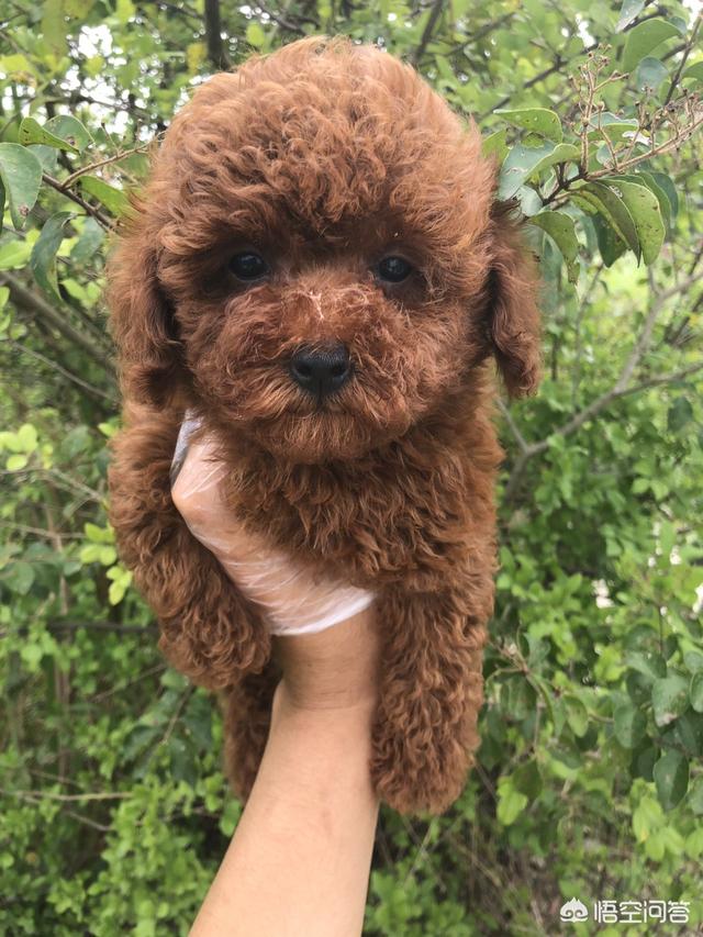 宠物狗泰迪价格:小泰迪犬大概多少钱一只？怎么样？