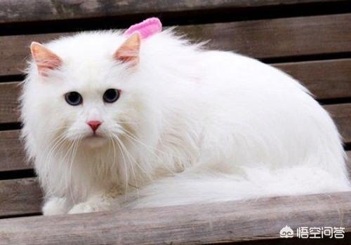 狮子猫:狮子猫怎么补充营养，狮子猫如何补充营养？