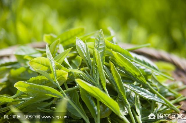 绿茶对身体的好处和坏处,懂茶帝：绿茶适合什么时候饮用？